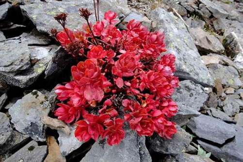 红景天价格多少钱一斤，红景天的分类介绍