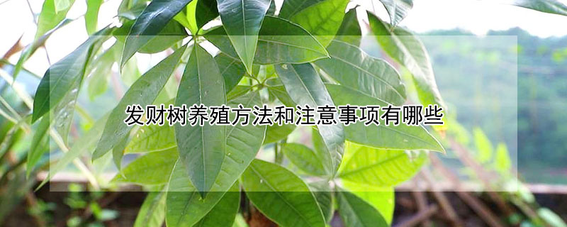 发财树养殖方法和注意事项有哪些