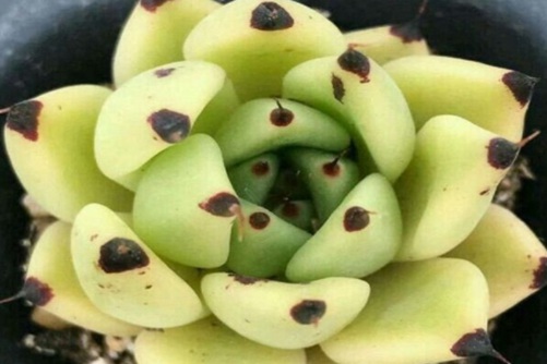 多肉植物黑腐病怎么办？用一个妙招就能轻松解决