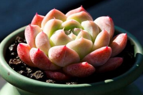 阿尔巴佳人怎么养，把握四点养出您的红粉佳人 阿尔巴佳人