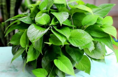 为什么我养的绿萝不长藤 绿萝不长藤是品种问题吗