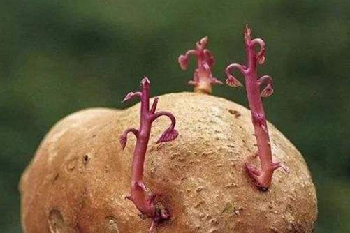红薯发芽了还能吃吗？ 吃发芽的红薯会不会中毒