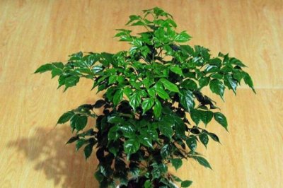 幸福冬天怎么养？幸福树冬季的养殖方法和注意事项