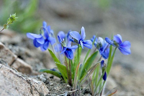 紫花地丁功效与作用，紫花地丁可观花也可食用