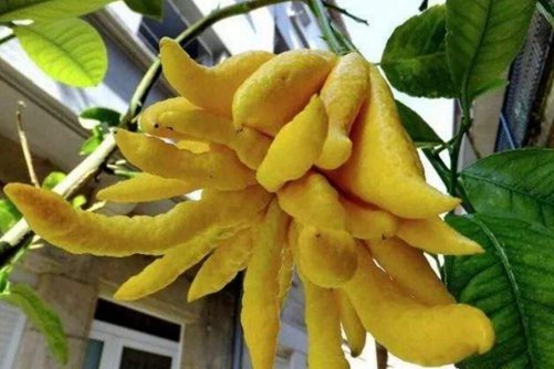 佛手瓜价格多少钱一斤，怎么挑选到香甜的佛手瓜