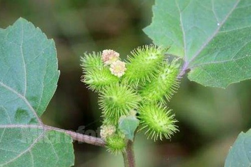 苍耳靠什么传播种子 苍耳有毒但药效非常好