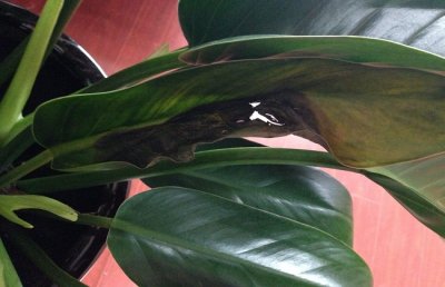 金钻冬天怎么养？冬季金钻的养殖方法和注意事项