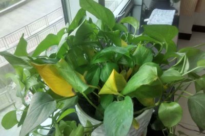 绿萝叶子发黄是什么原因？绿萝叶子发黄怎么办？