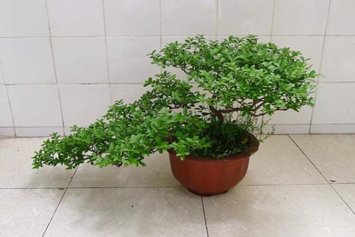 小叶女贞下山桩如何快速成活，掌握这方法一个月就能出芽