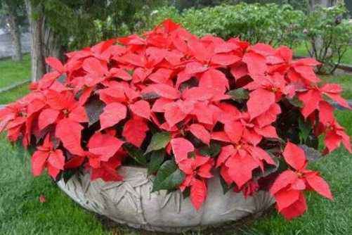 什么花有毒？踏青赏花这些花有毒，最好不要碰