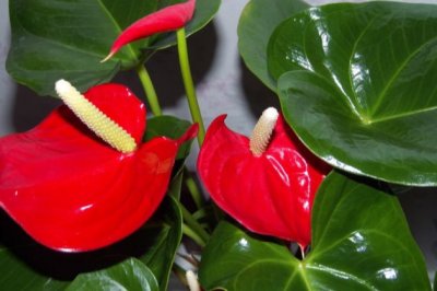 红掌怎么养？红掌的养殖方法和注意事项