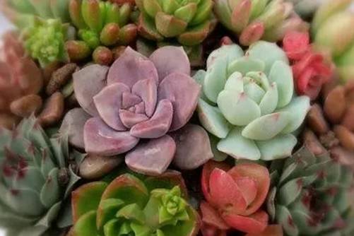 多肉植物是浇水还是喷雾？浇水、喷雾相结合才能养出美美的多肉