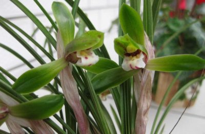 兰花春天的养殖方法