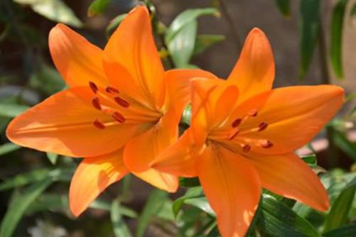 六月开什么花？这些花儿在六月盛开你家有吗