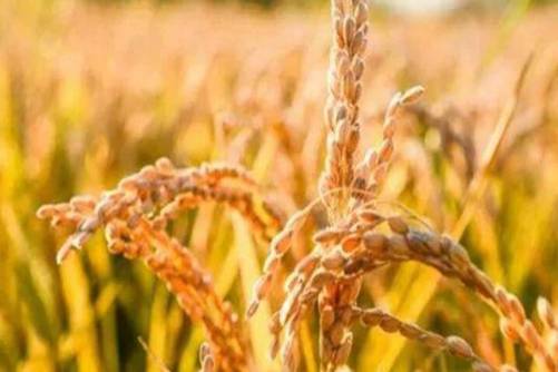 水稻图片，谁知盘中餐 粒粒皆辛苦