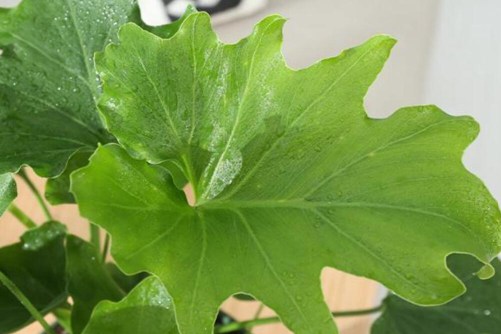 春羽的风水作用，春羽除了净化空气还能聚福旺财