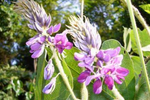 葛花的作用与功效，葛花不仅能解酒还能降糖降脂