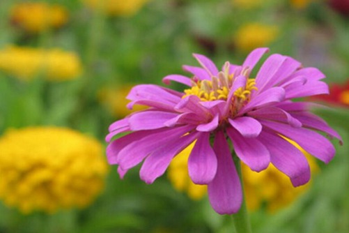 百日草图片，高清百日草图片欣赏