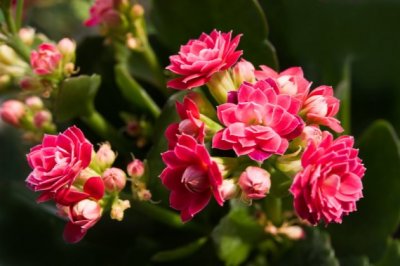 长寿花冬天怎么养？冬季长寿花的养殖方法和注意事项