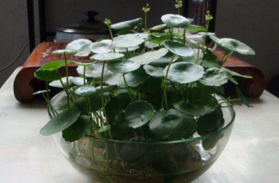 铜钱草怎么养长得粗壮爆盆