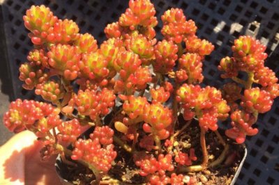 红色浆果怎么养？红色浆果的养殖方法和注意事项