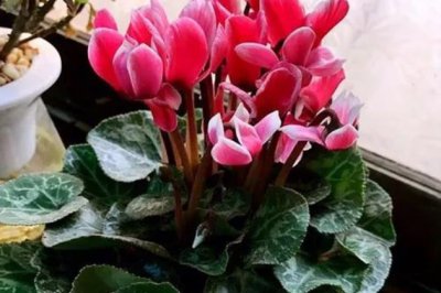 养花的乐趣：窗外寒风凛冽，家中花开如春