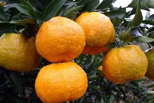 芦柑的营养价值，吃芦柑的好处有这些你都知道吗