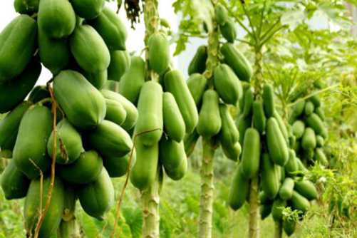 木瓜图片，投我以木瓜，报之以琼琚