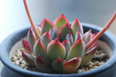 十种好养又长得好看的多肉植物