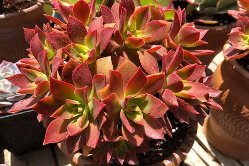 众赞曲的养殖方法，怎么养出又大又美的红叶黑法师