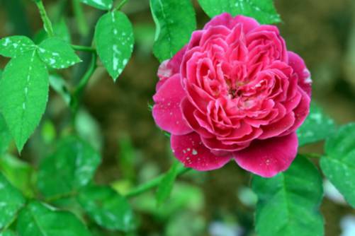 花期长的花有哪些？这几种花花期长又容易养，你值得拥有