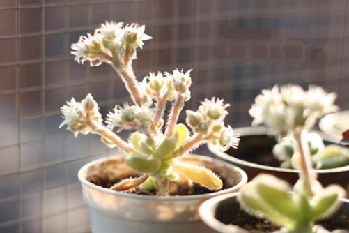 哪些多肉植物开花，开花的多肉植物是不是特萌还让你美到窒息