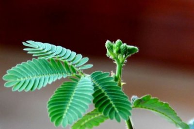 含羞草为什么会害羞？含羞草有毒吗？