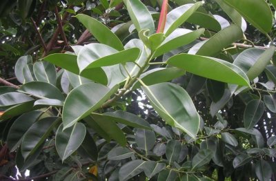 橡皮树应该怎么养