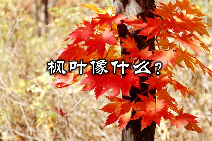 枫叶像什么？枫叶像火、像手掌、像乡愁、、、