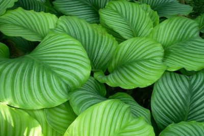 圆叶竹芋的养殖方法和注意事项