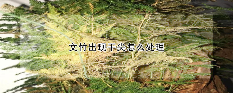 文竹出现干尖怎么处理