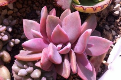 夏季不休眠，居然还喜欢高温，这些多肉植物你养了吗？