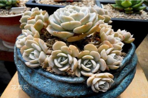 你真的是多肉吗？鲁氏石莲强劲的长势让我都怀疑了！