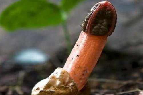 红鬼笔图片，红鬼笔 奇葩的菌类，你知道吗