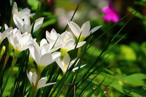 白花葱兰图片，茎茎如葱簇簇青 此花开后满园馨