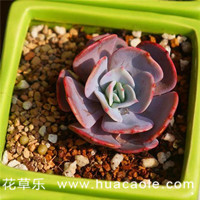 多肉红粉台阁怎么养？你的养殖方法正确吗？