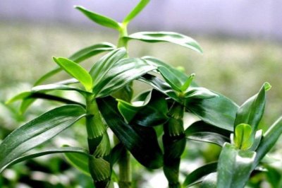 石斛冬天怎么养殖？石斛冬季怎么养护？