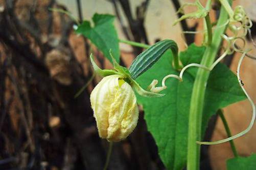 丝瓜花的营养价值，丝瓜花不仅好看，还有你不知道的大用处