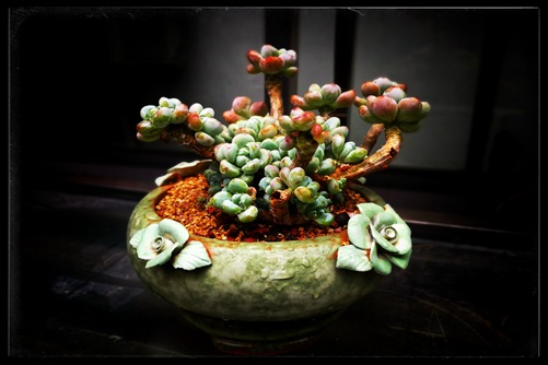 劳尔怎么样养？我和肉肉劳尔的相识、相遇、相知~