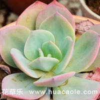 多肉白凤怎么养才会肤若凝脂？学会下面这几招就能做到