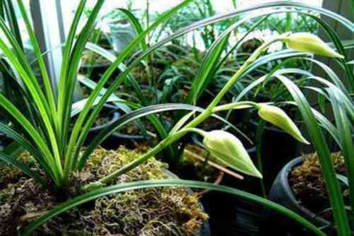 大雪素和小雪素有什么区别？通过看这里就可以区分了