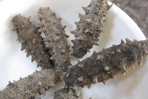 大连海参价格，大连海参报价行情