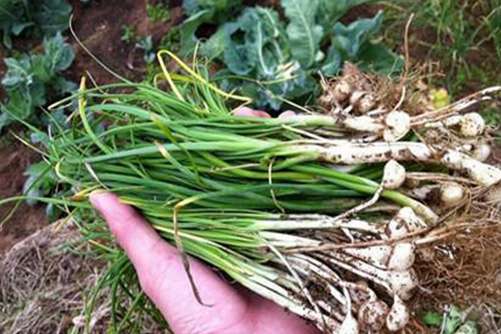 野小蒜的功效和危害 虽然好处多多，但这些人不能吃