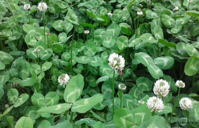 车轴草的养殖方法和注意事项